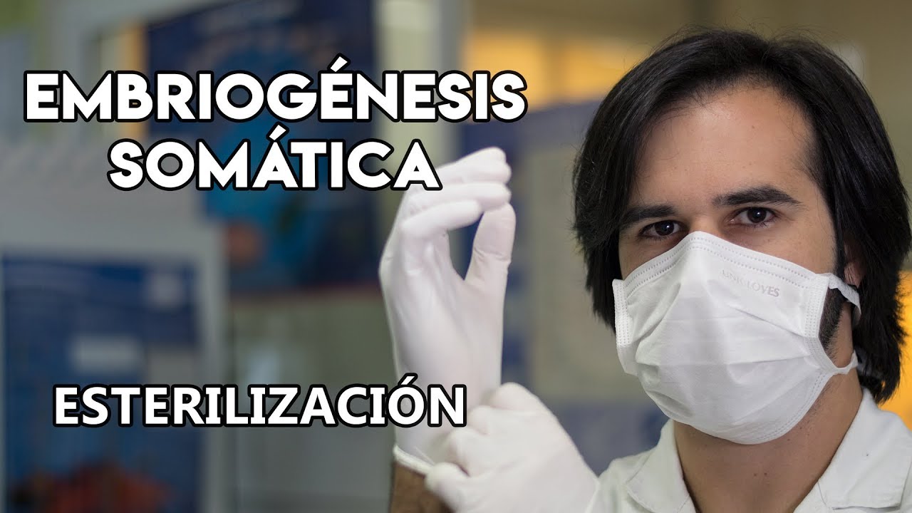 La embriogénesis somática en la vid (I) - Esterilización