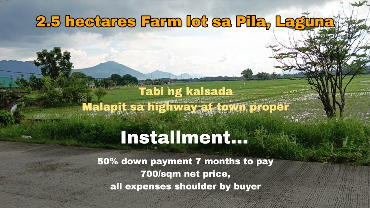 (P# 865) 2.5 hectares Rice field malapit sa highway sa Pila, Laguna for sale @ 700/sqm net