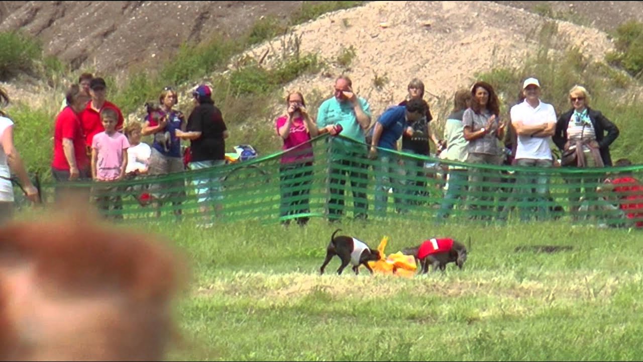 FCI european coursing championchips 2013 italian greyhounds part 2