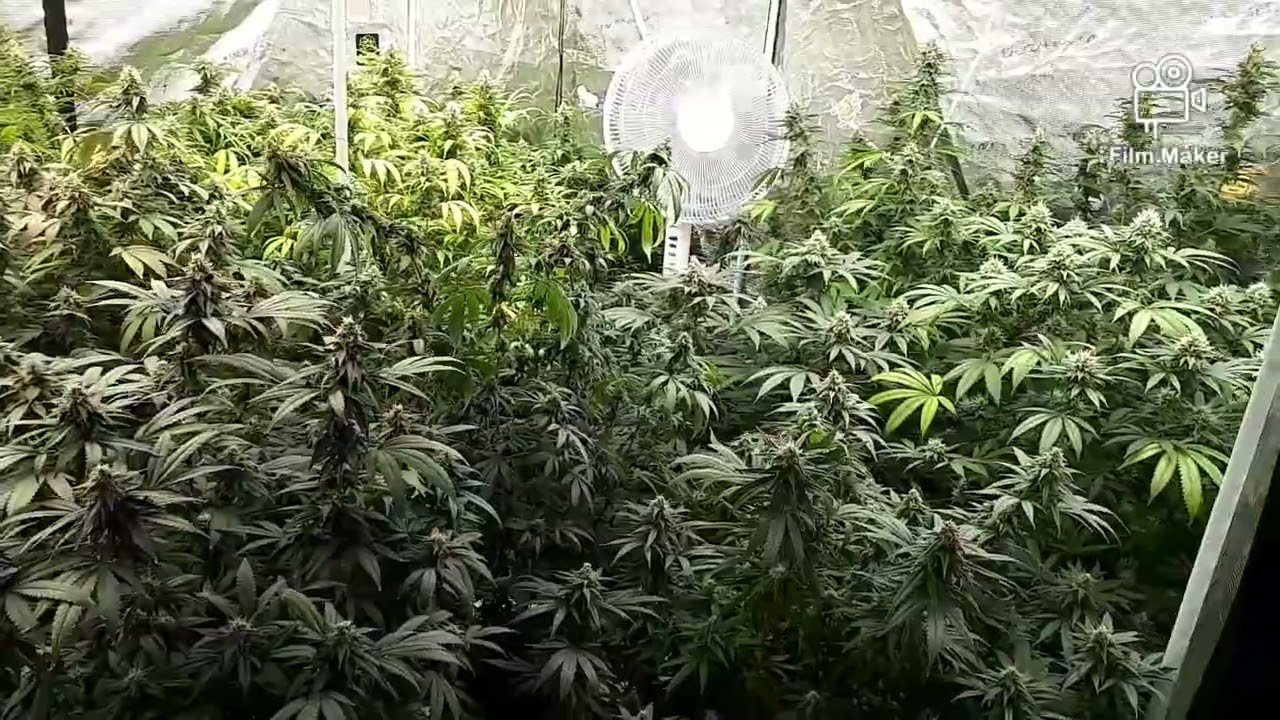 MARS HYDRO 8X8 TENT, FC-E6500, FC4800, TSW2000 AND (NEW) STRIVE NUTRIENTS 💪