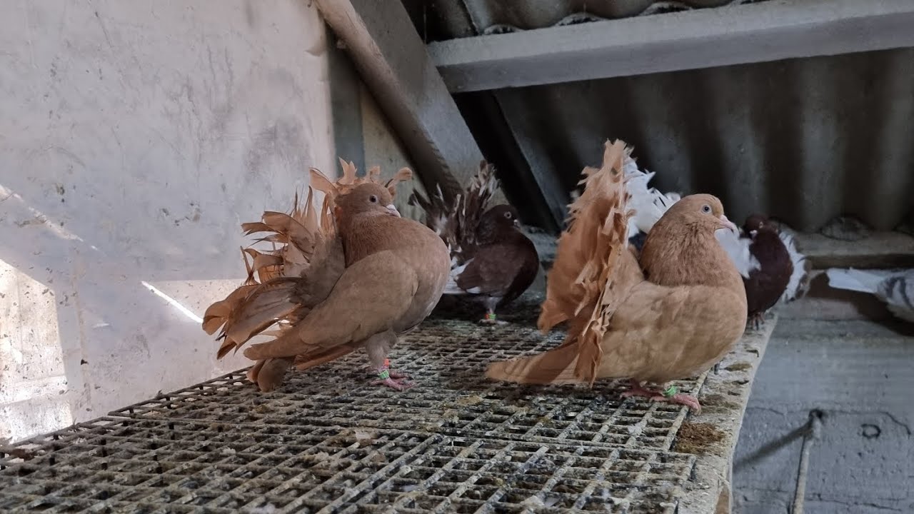 Hobby Stiuarda 141 zagadki dalej nie rozwiązane !! A parowanie tuż tuż 🤔🤔