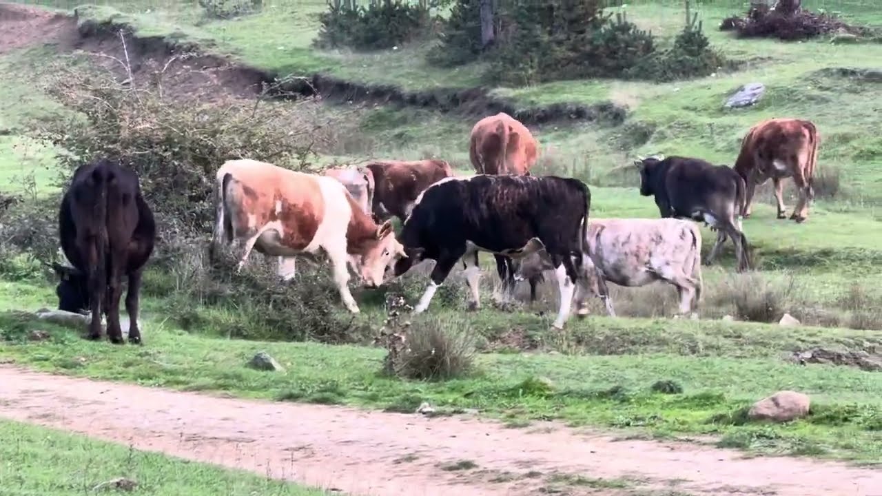 Doğada insan ve hayvanlar