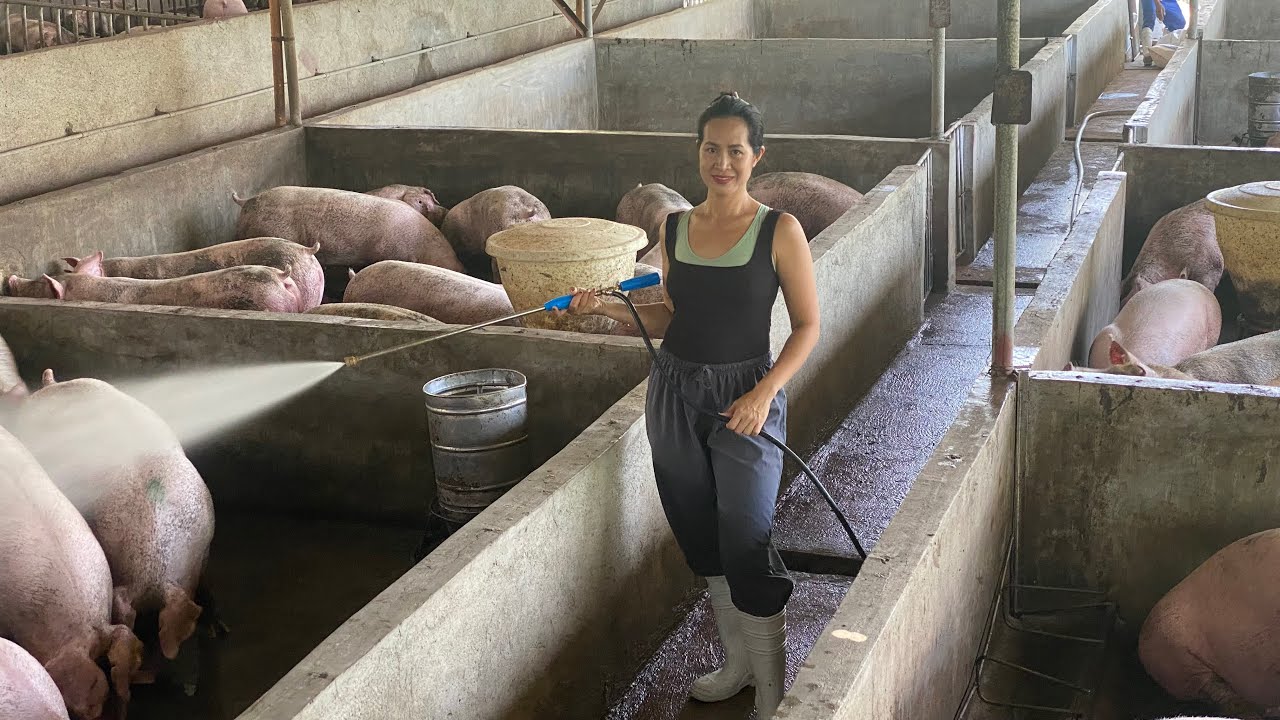 Ang Daming baboy na pwede ng ibenta.
