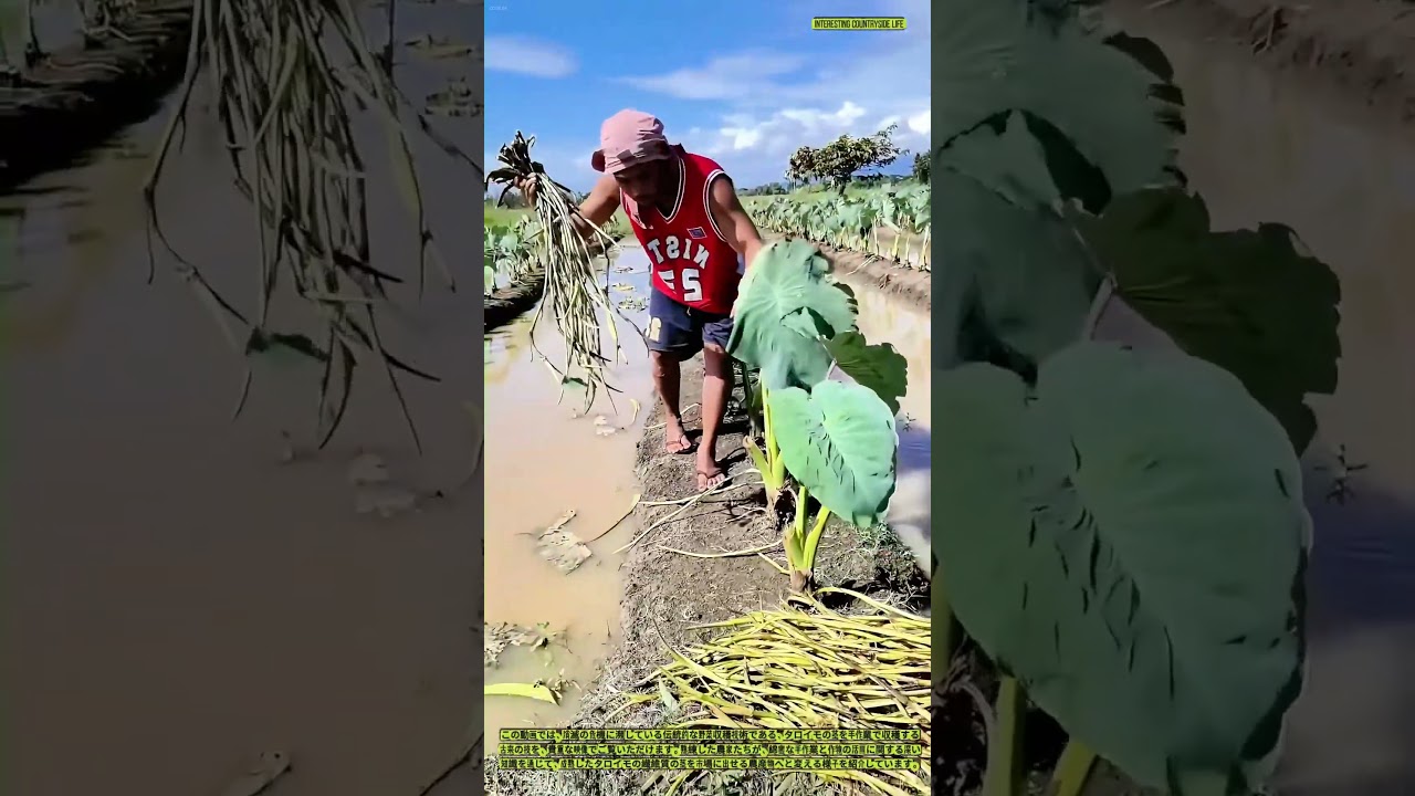 失われつつある伝統的なタロイモの茎の収穫術 ― 熟練農家の仕事ぶり