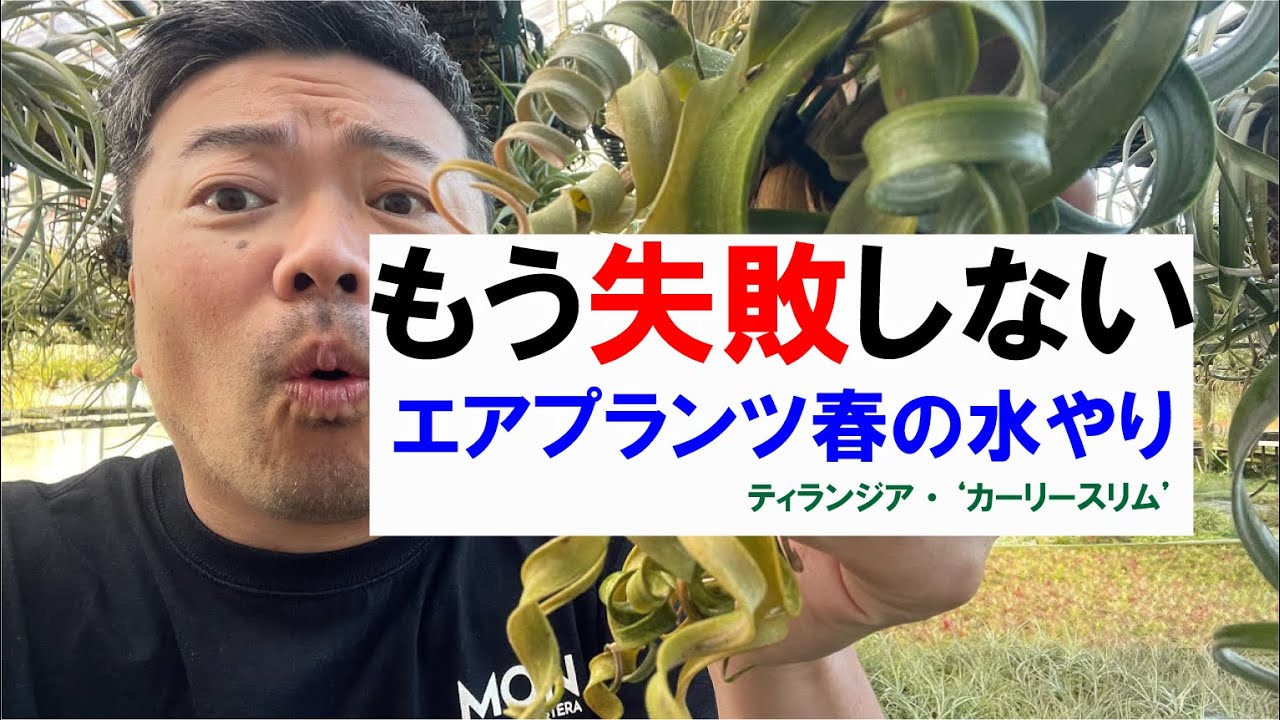 WOW！もう失敗しないエアプランツ春の水やりを解説