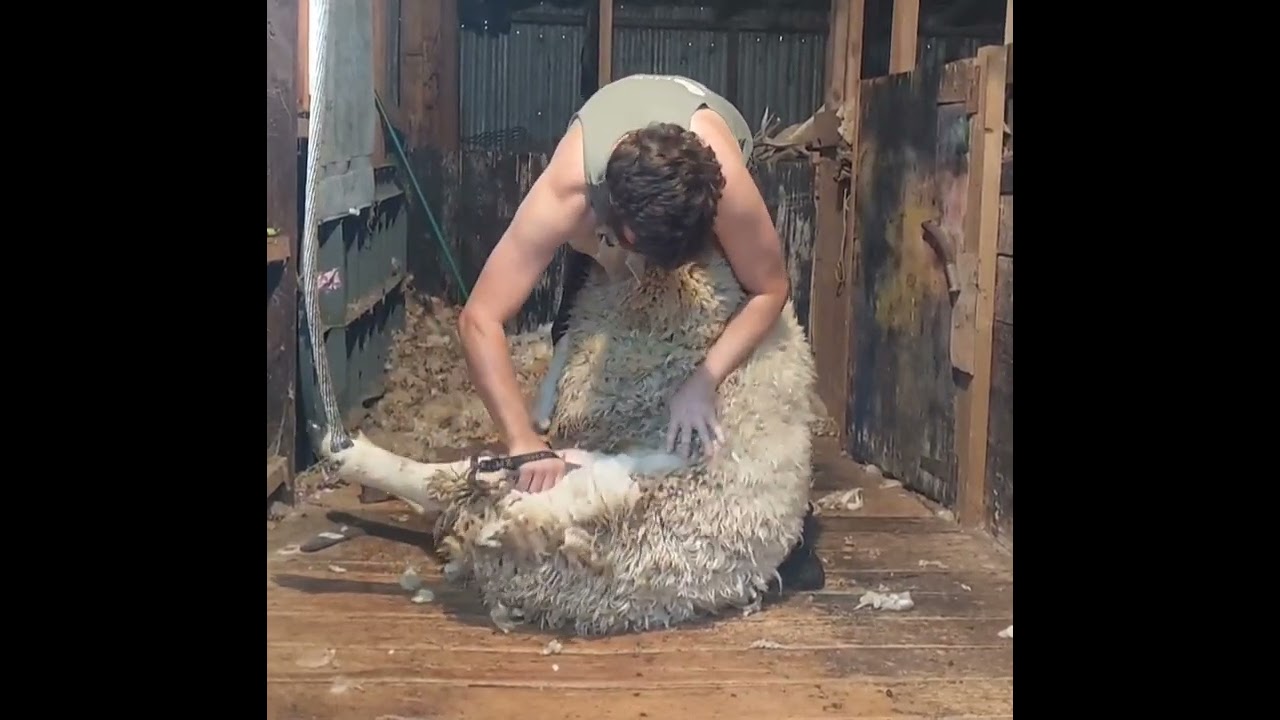Blade Shearing for Competition Practice
