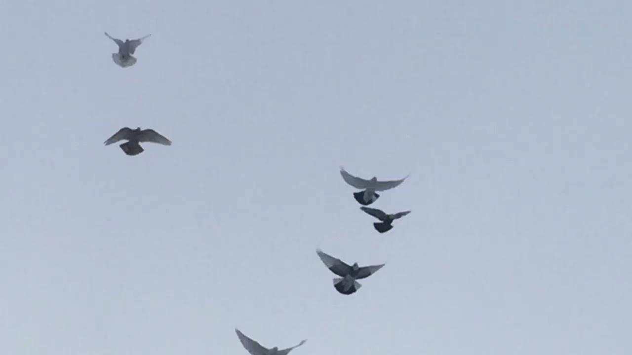 #Pigeons.У каждого своя правда и свой ии.