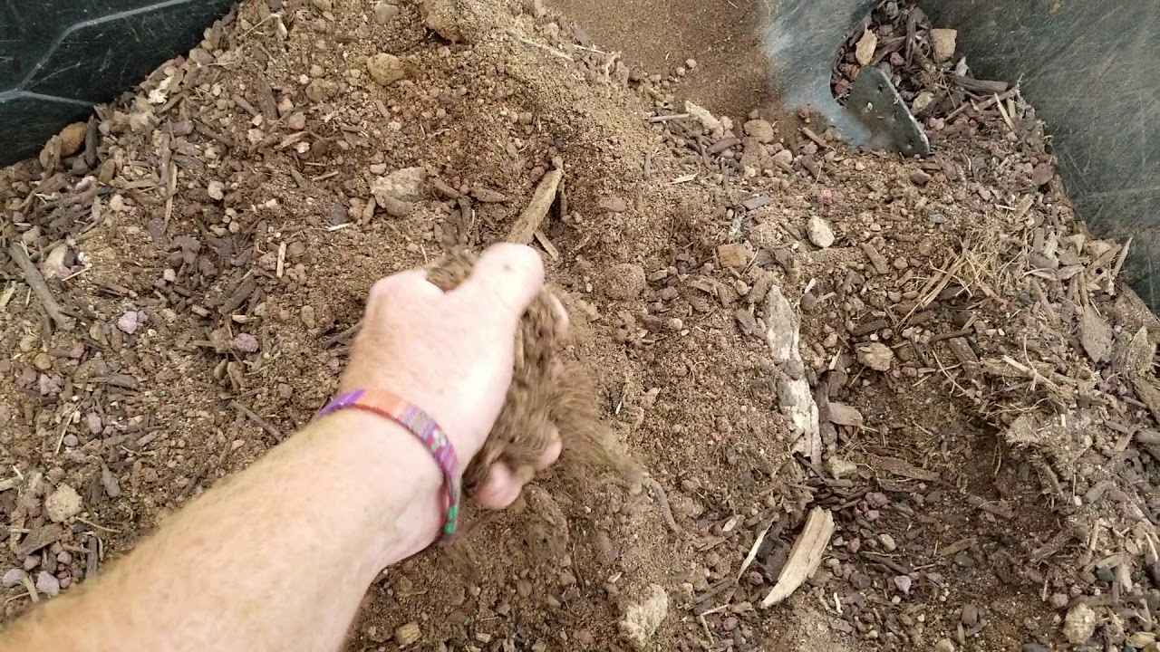 Planting bananas in Phoenix AZ