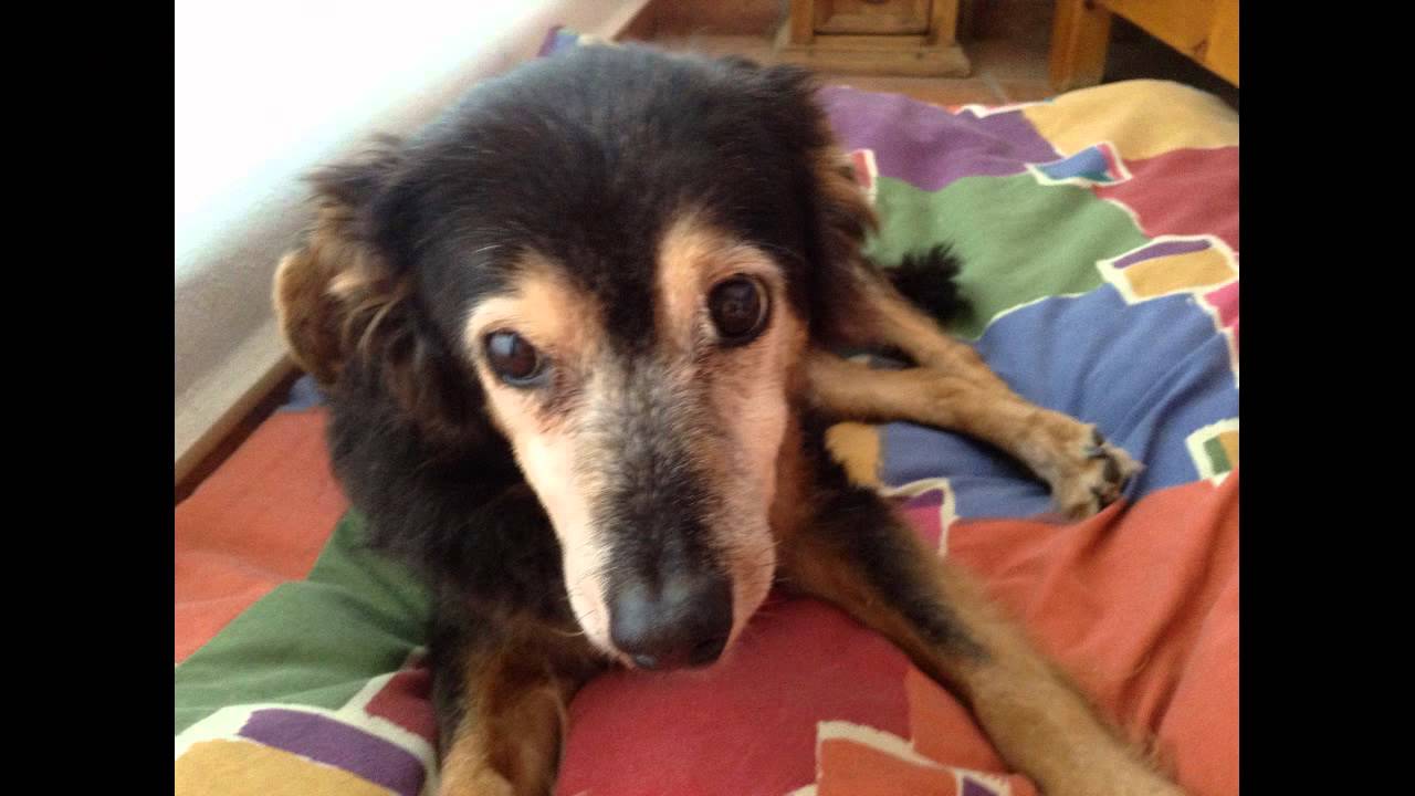 In Memory of Joy a great dog - Please help him share his last wish