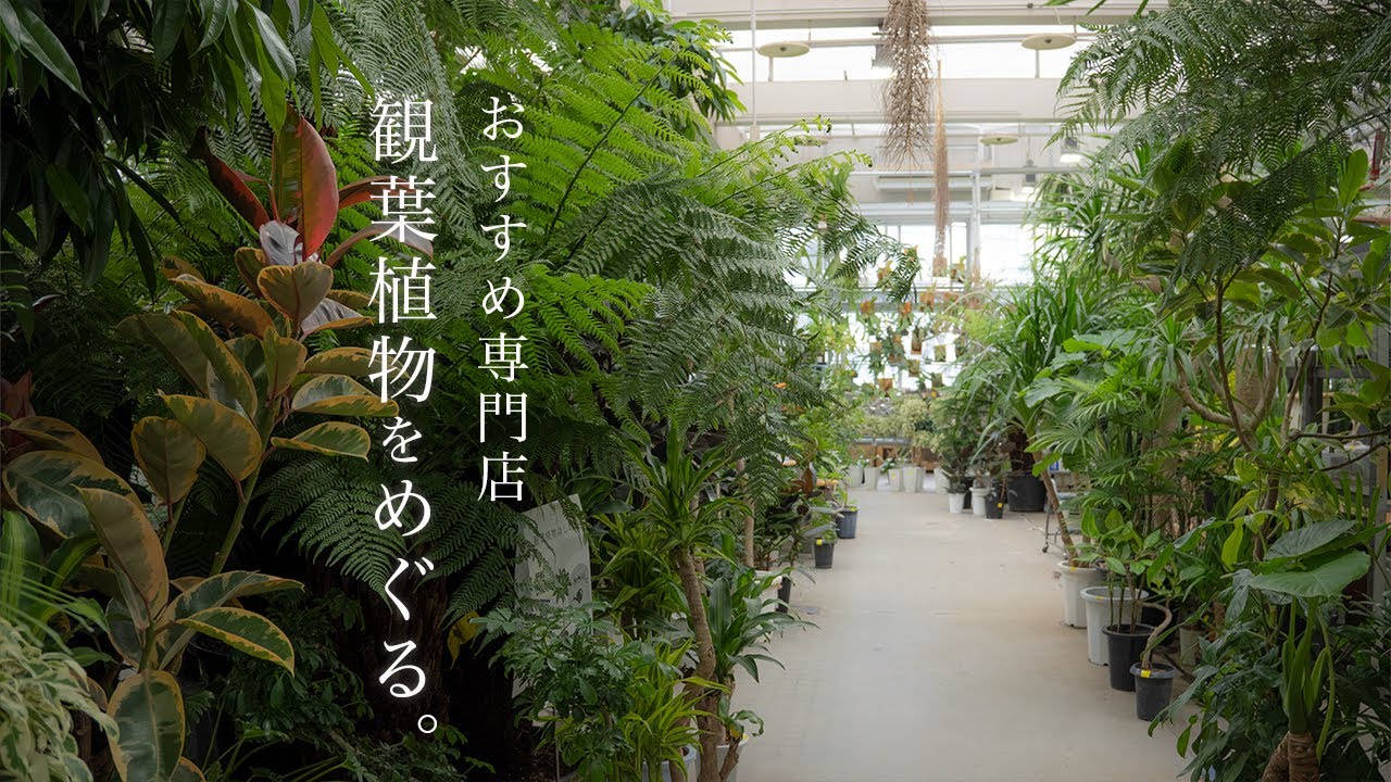 観葉植物おすすめ専門店をめぐる/大型植物と綺麗な鉢を買いました！/模様替え