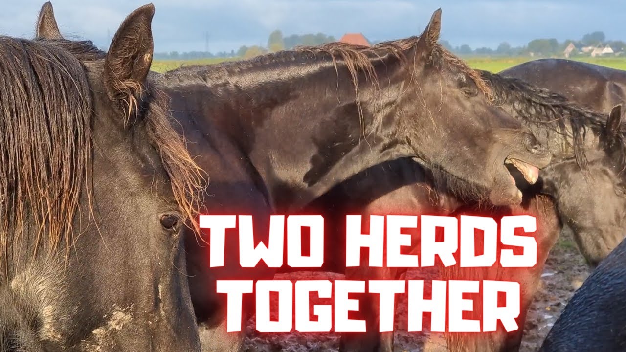 Two herds together, with Rising Star⭐ and Queen👑Uniek | Friesian Horses