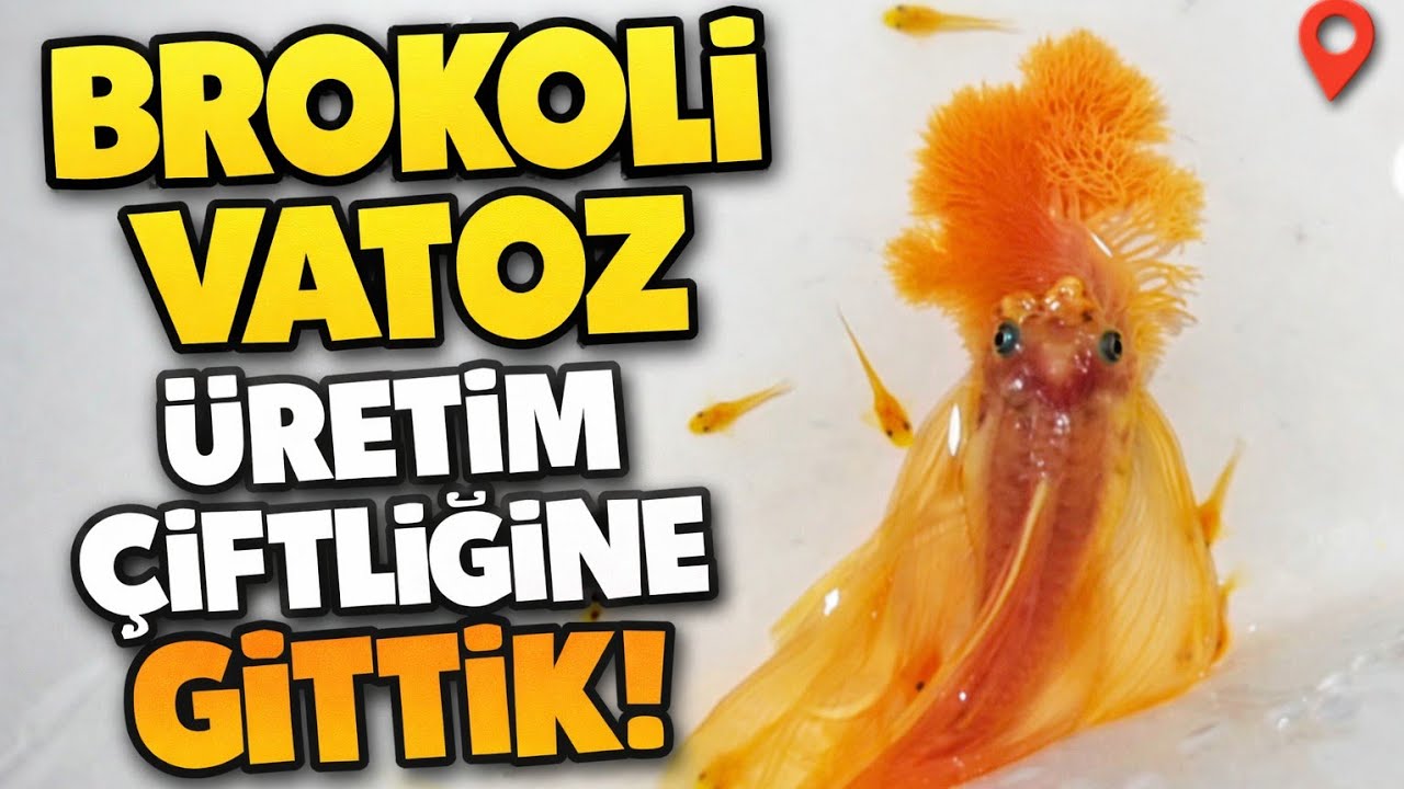 BROKOLİ VATOZSUZ KİMSE KALMASIN / DEV İSİMLERLE DEV ZİYARET  #akvaryum #aquarium #fish 