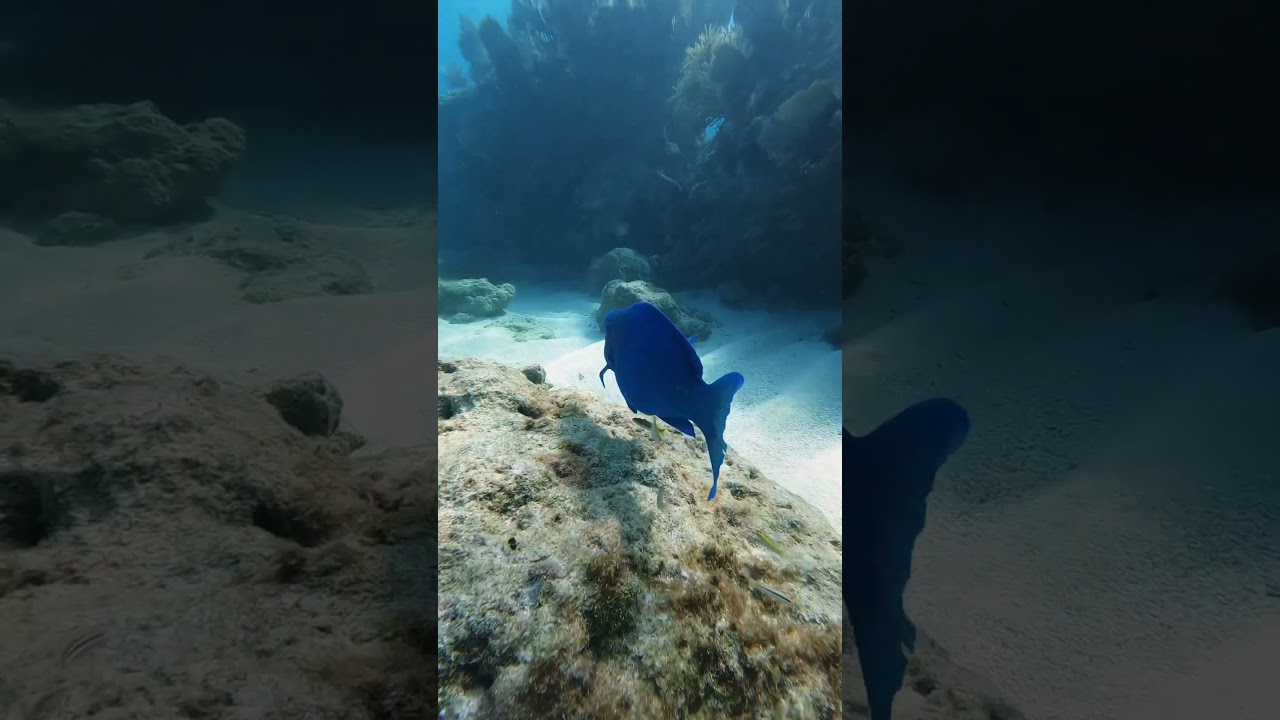 Discover a hidden gem in the Florida Keys - the stunning Looe Key! #marinebio #floridakeys #corals