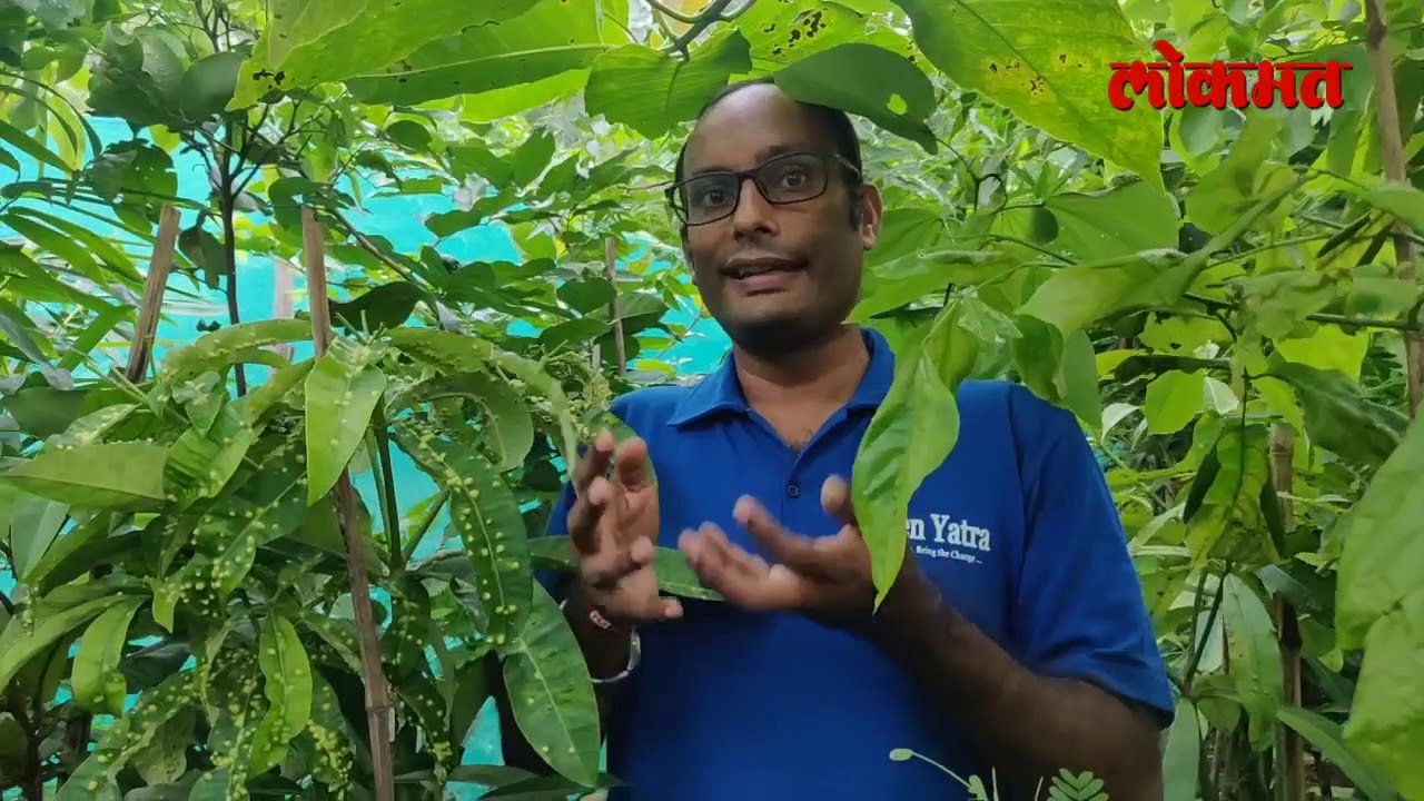 Forest Walk in Mumbai's 1st Miyawaki Urban Forest: The Green Wall