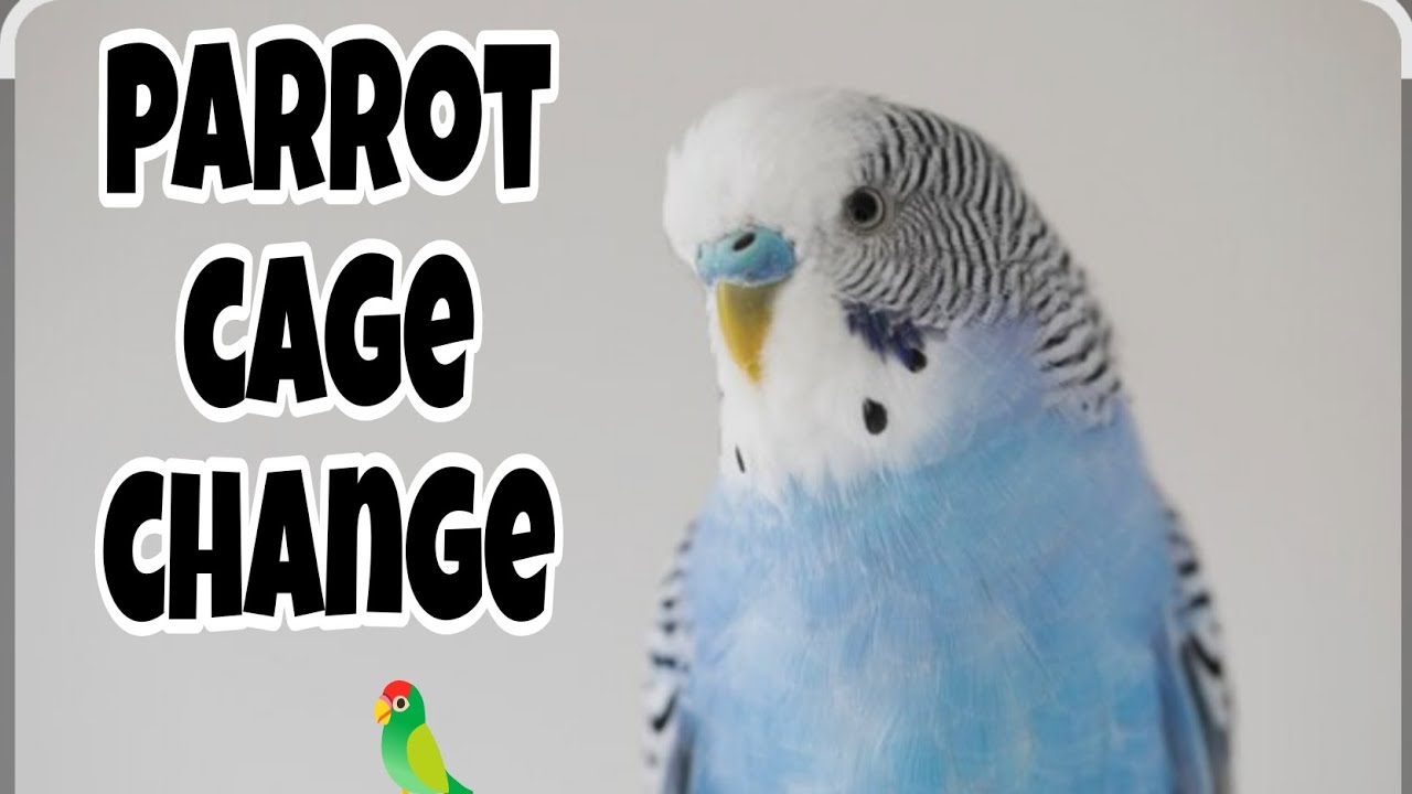 Parrot ka case change kar diya 🦜new Vlog update it's Sarib ❤️...