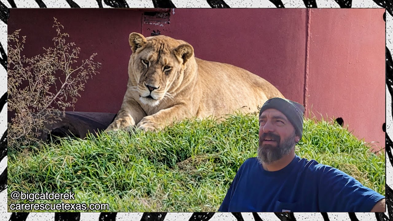 Ной не умеет читать | WATC 992