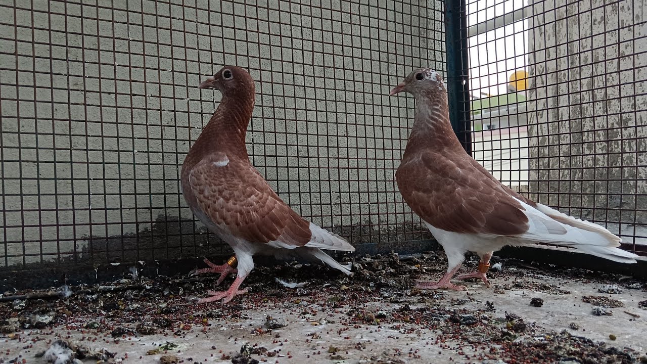 Racing Homer Pigeons -#bangalore #karnataka Subscribe and Share
