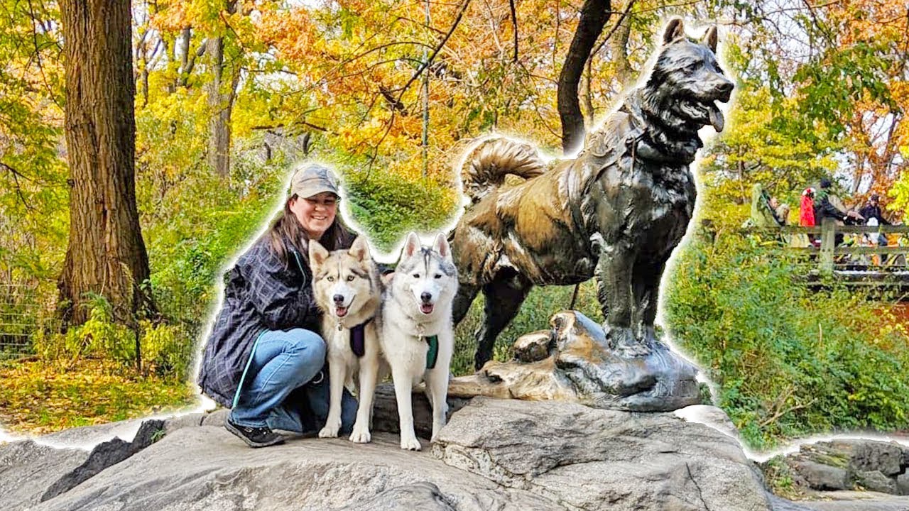 Huskies in Central Park