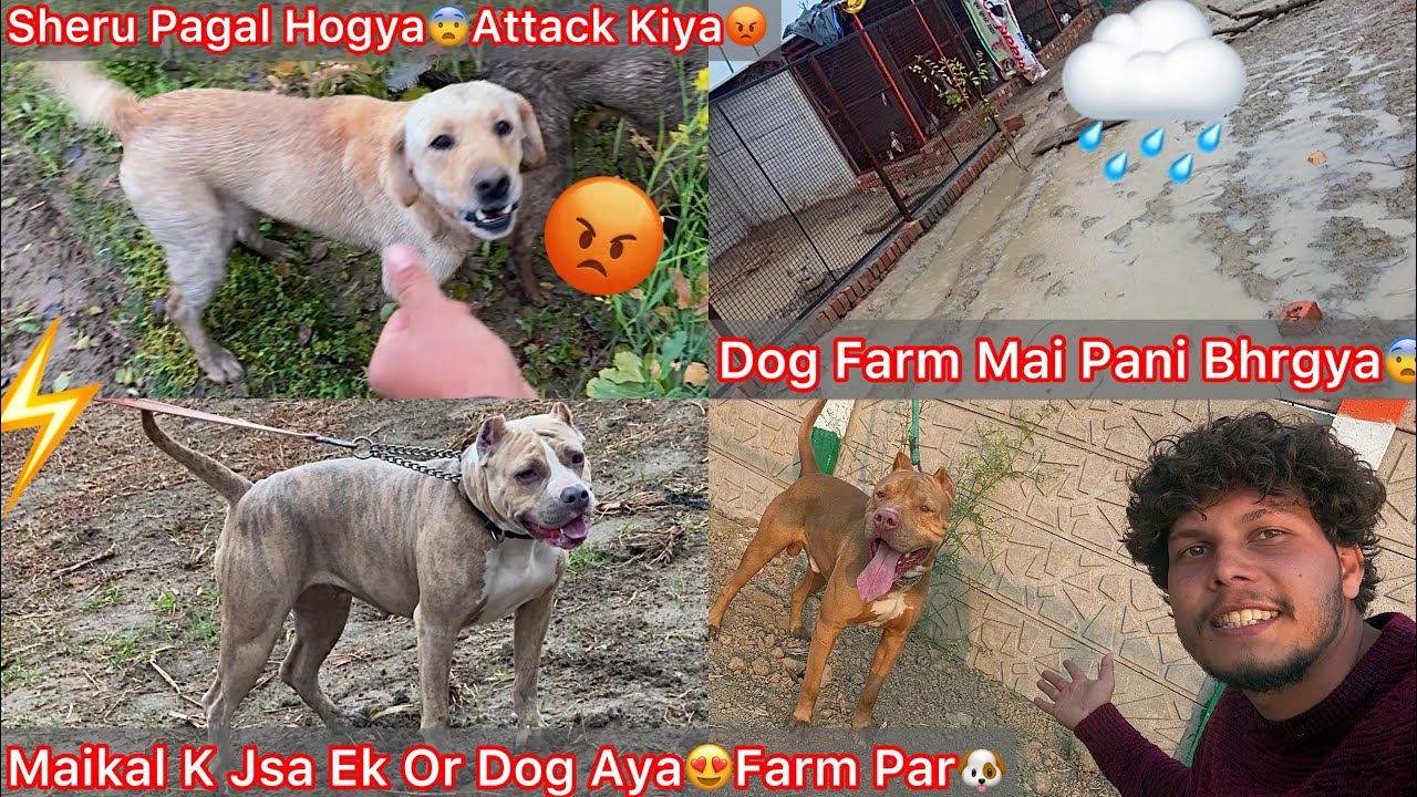 Sheru Pagal Hogya Mera Upper He Attack Krdea😨|| Ek Or New Pitbull Dog Aya🐶Same Maikal K Jsa🔥