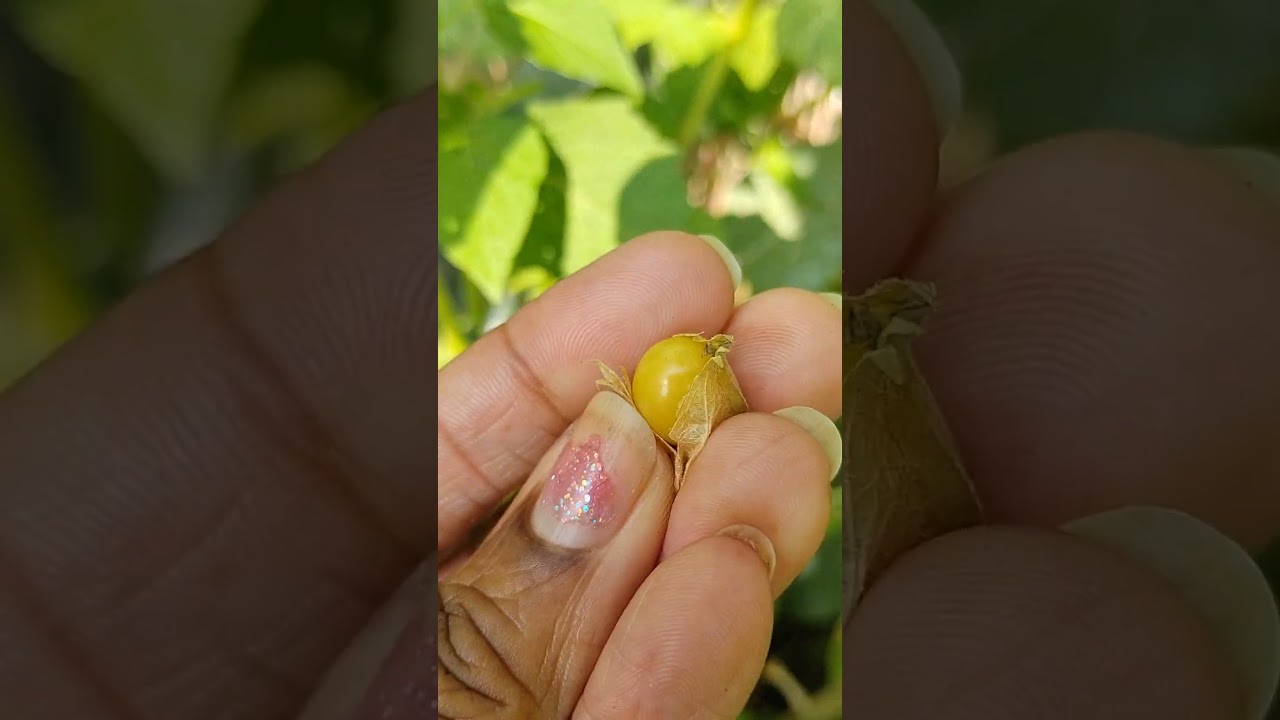 AUNT MOLLY'S GROUND CHERRIES!?! ARE THEY PET SAFE?! SHOULD I EAT GREEN ONES?!? 