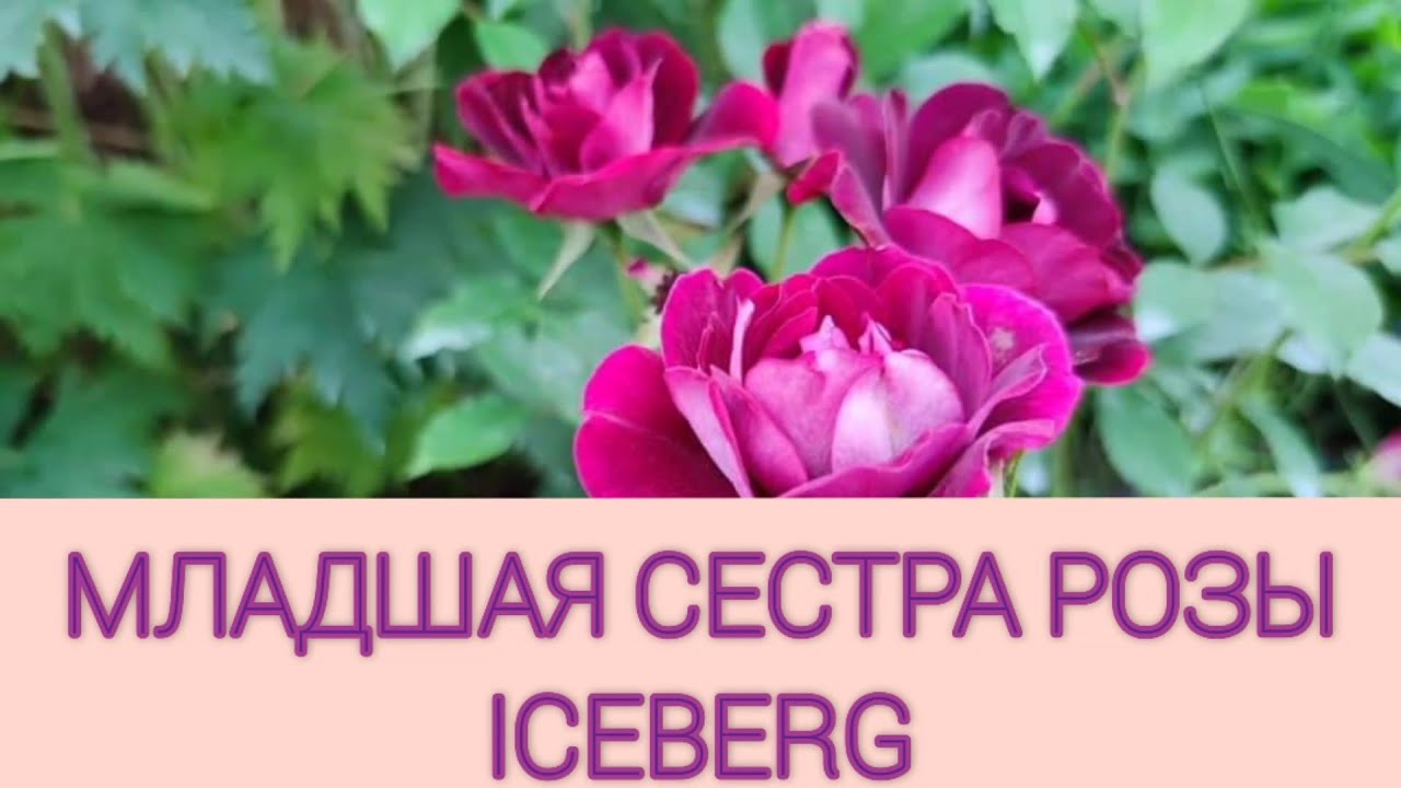 Спорная роза. То восторгаюсь, то готова выселить из сада. Burgundy Iceberg. (E.N. Swane, США 1998).