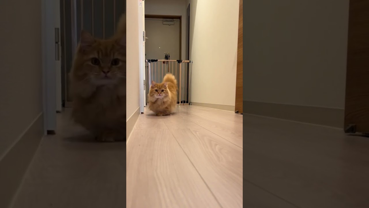 シャコタンすぎる🤣 #ミヌエット #子猫