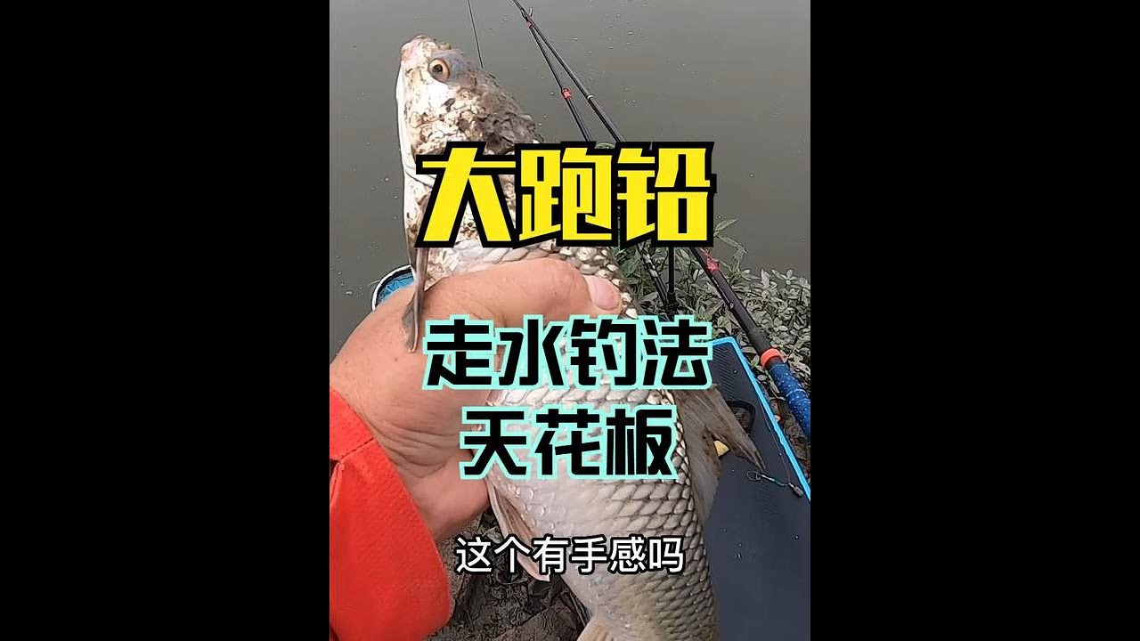 改良后，它就是针对走水钓法的天花板，出口清晰真实也适合新手 #钓鱼 #fishing #fishingvideo #carpfishing #carp #釣魚 #fish #fishcurry