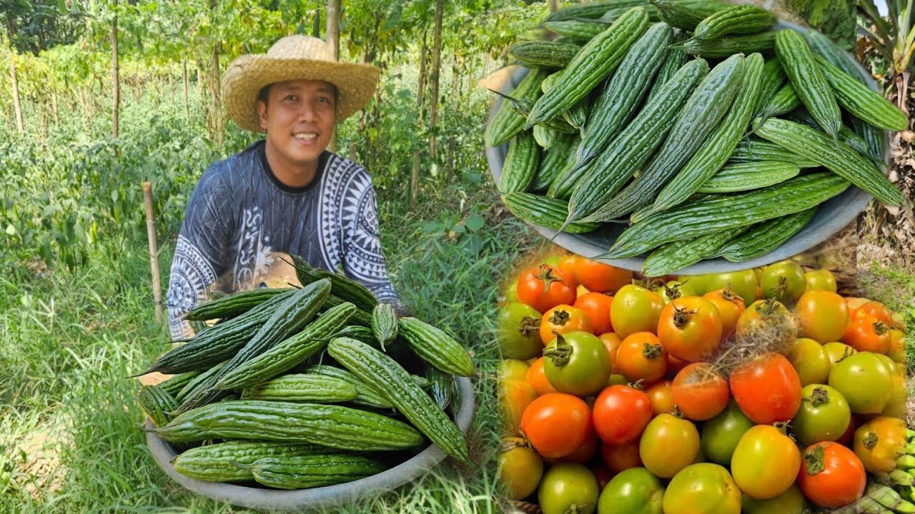Ampalaya umabot sa magandang presyo Ampalaya at kamatis nagsimulang dumagsa ang bunga