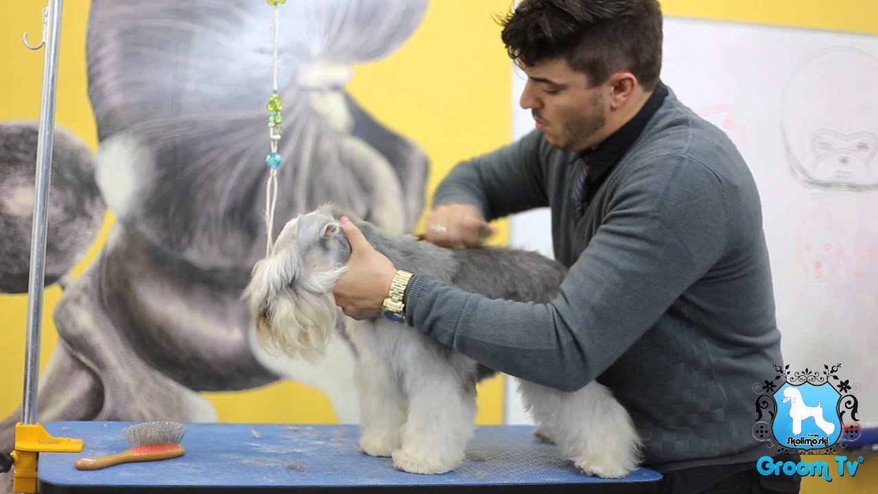 Groom Tv - Trimming Schnauzer Miniatura (adaptado) - por Johnatan Skolimoski - Full HD #79