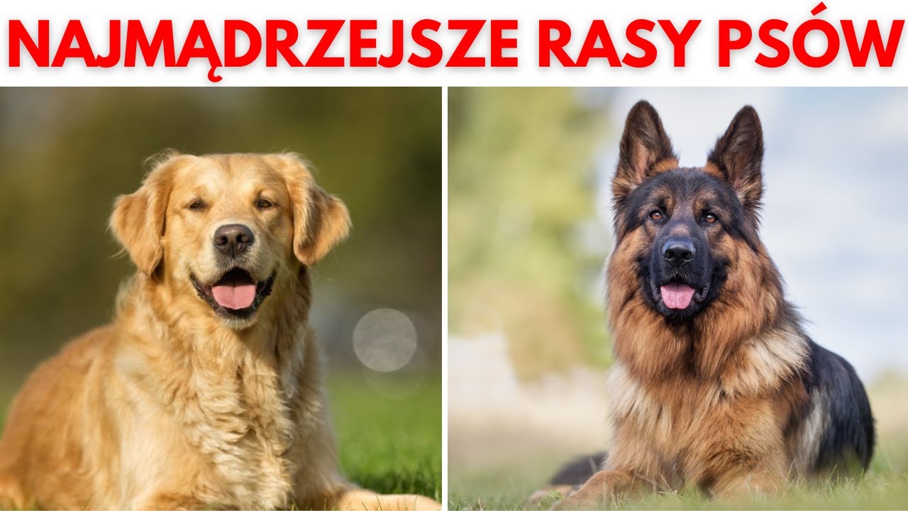 NAJMĄDRZEJSZE Psy! Najbardziej Inteligentne rasy ps&oacute;w