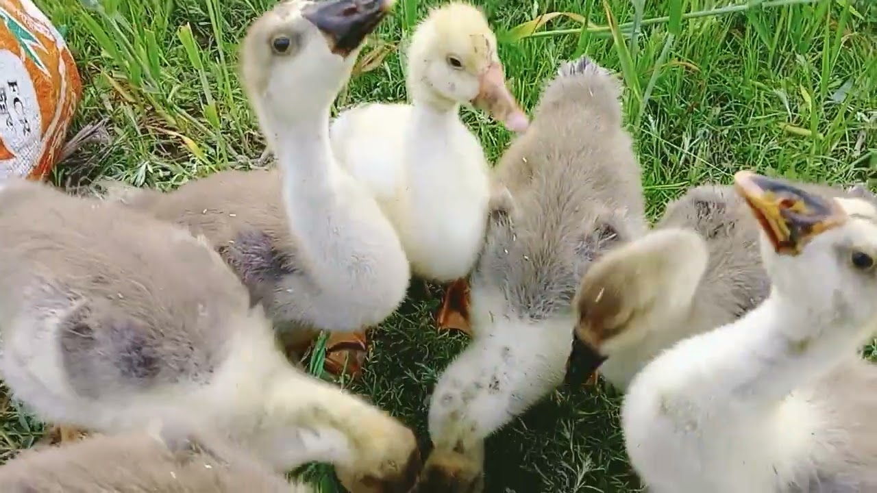 Goose Day Out in the Field ☀️ | রাজহাঁসের মাঠে একদিন
