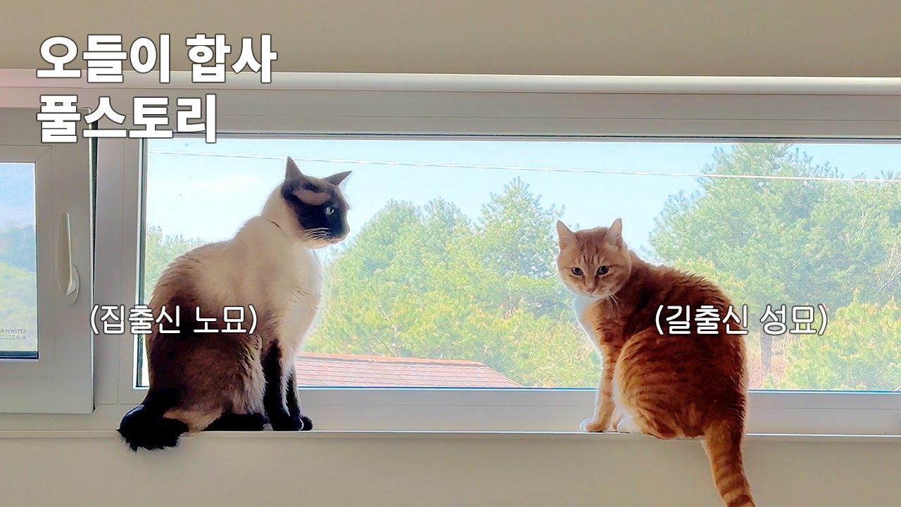 서로 다른 삶을 살아온 고양이들이 마음을 연 과정