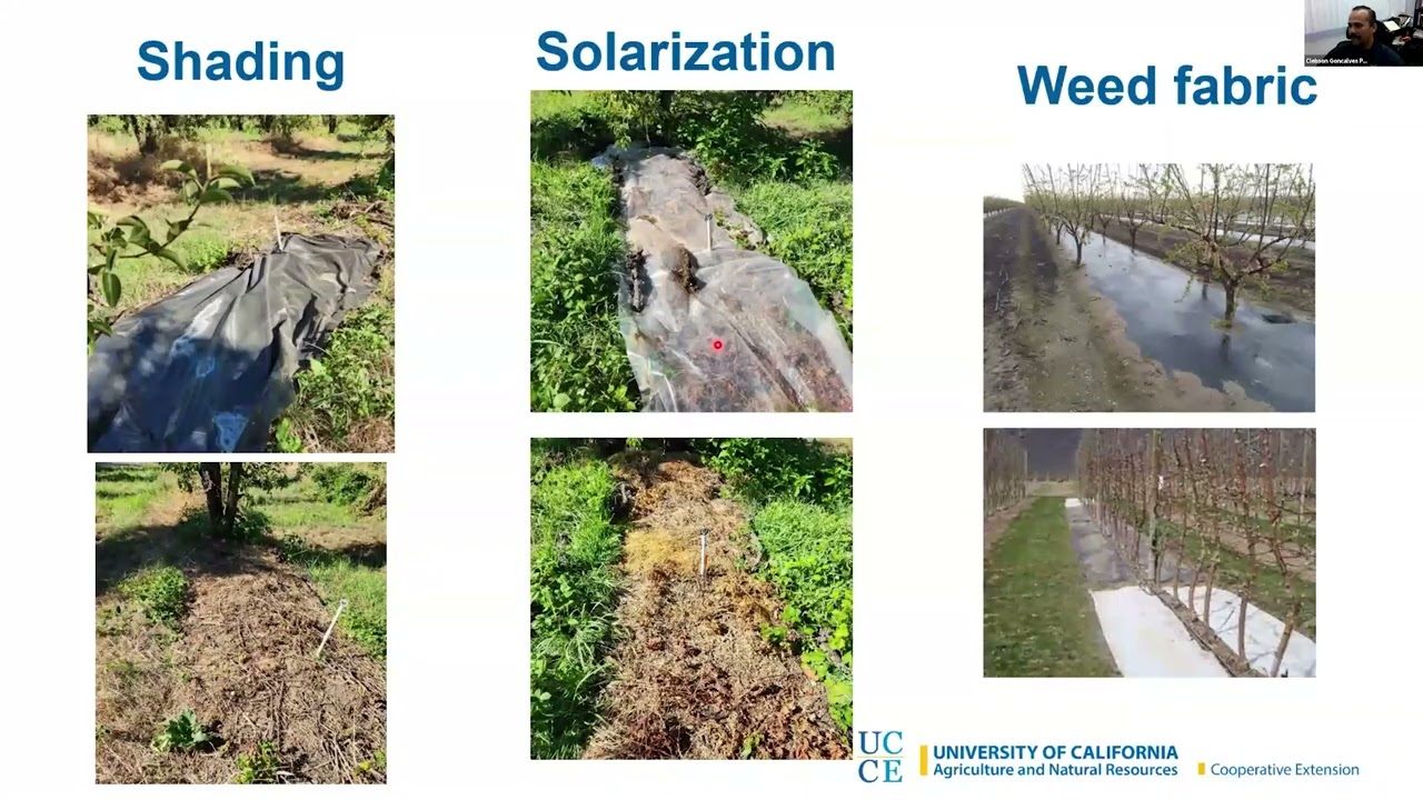 Organic Weed Management Strategies and EmergingTechnologies in Orchard Crops