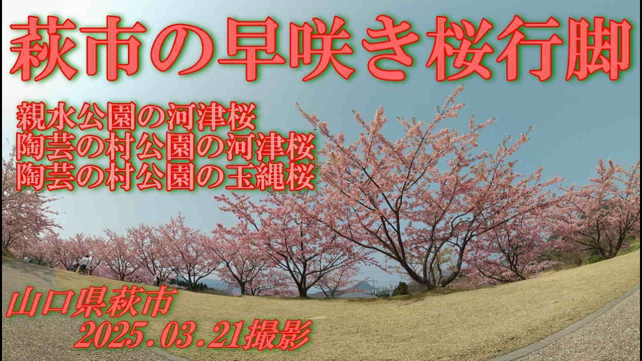 萩市の早咲き桜行脚　2025.03.21親水公園＆陶芸の村公園