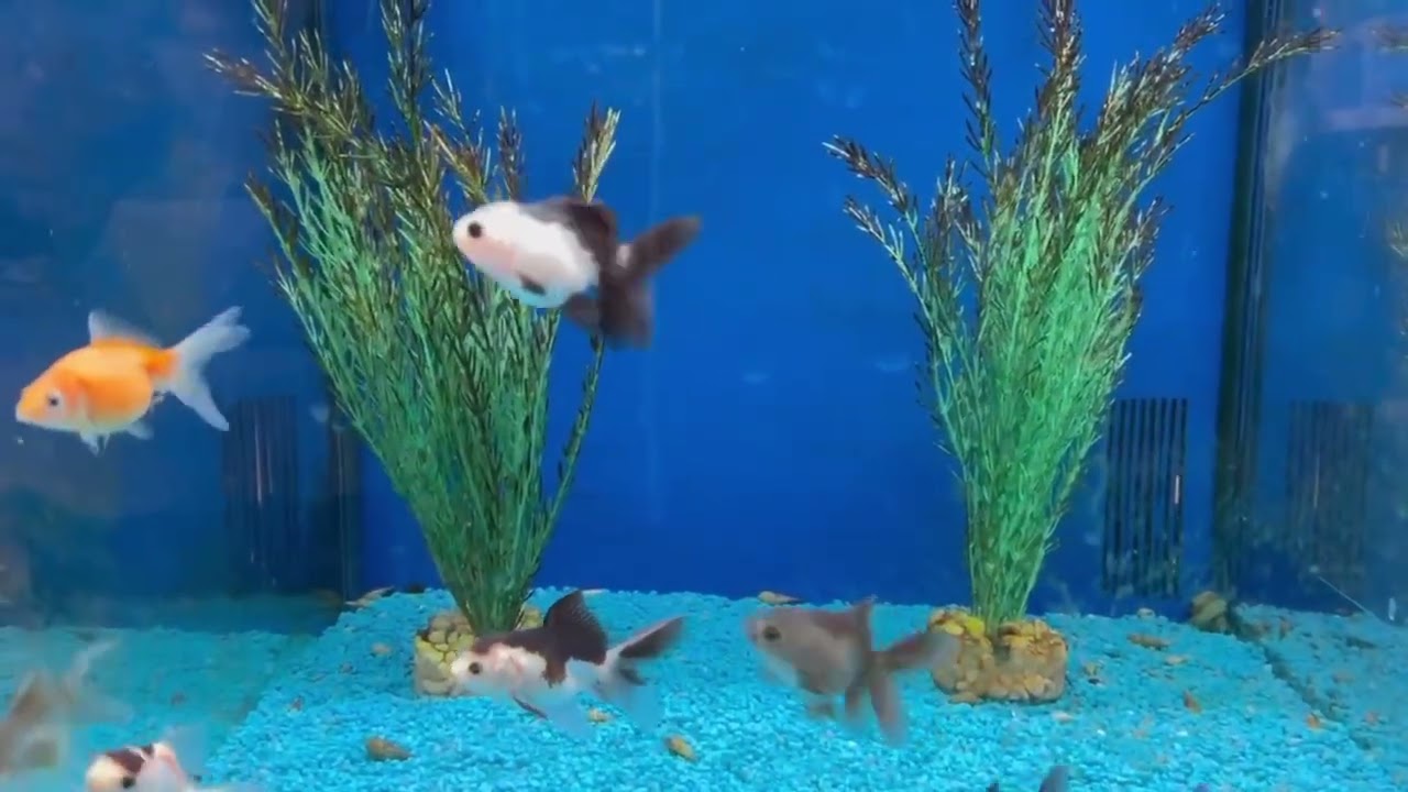 Top 5 Centerpiece Fish for Small to Medium Community Aquariums