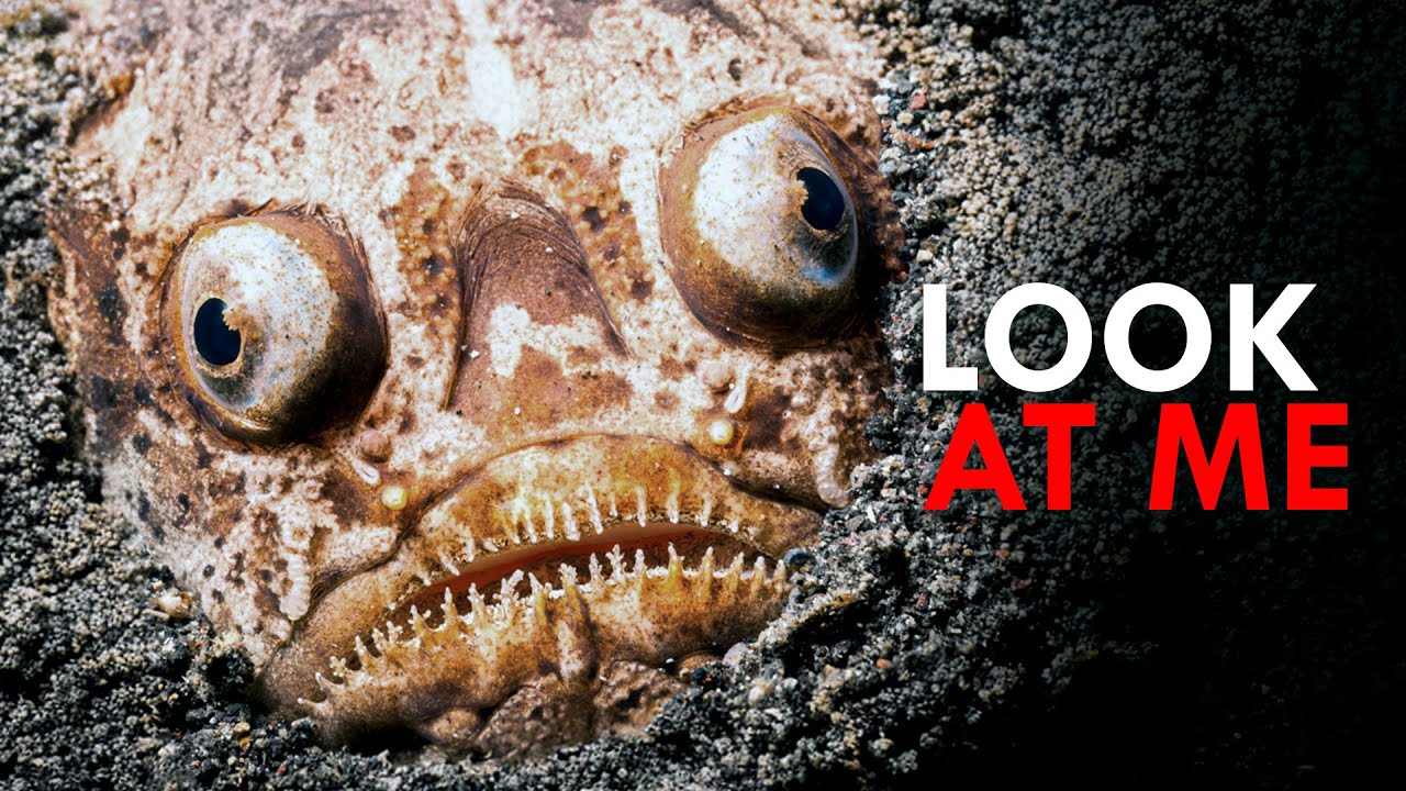 The Creepiest Things in the Ocean