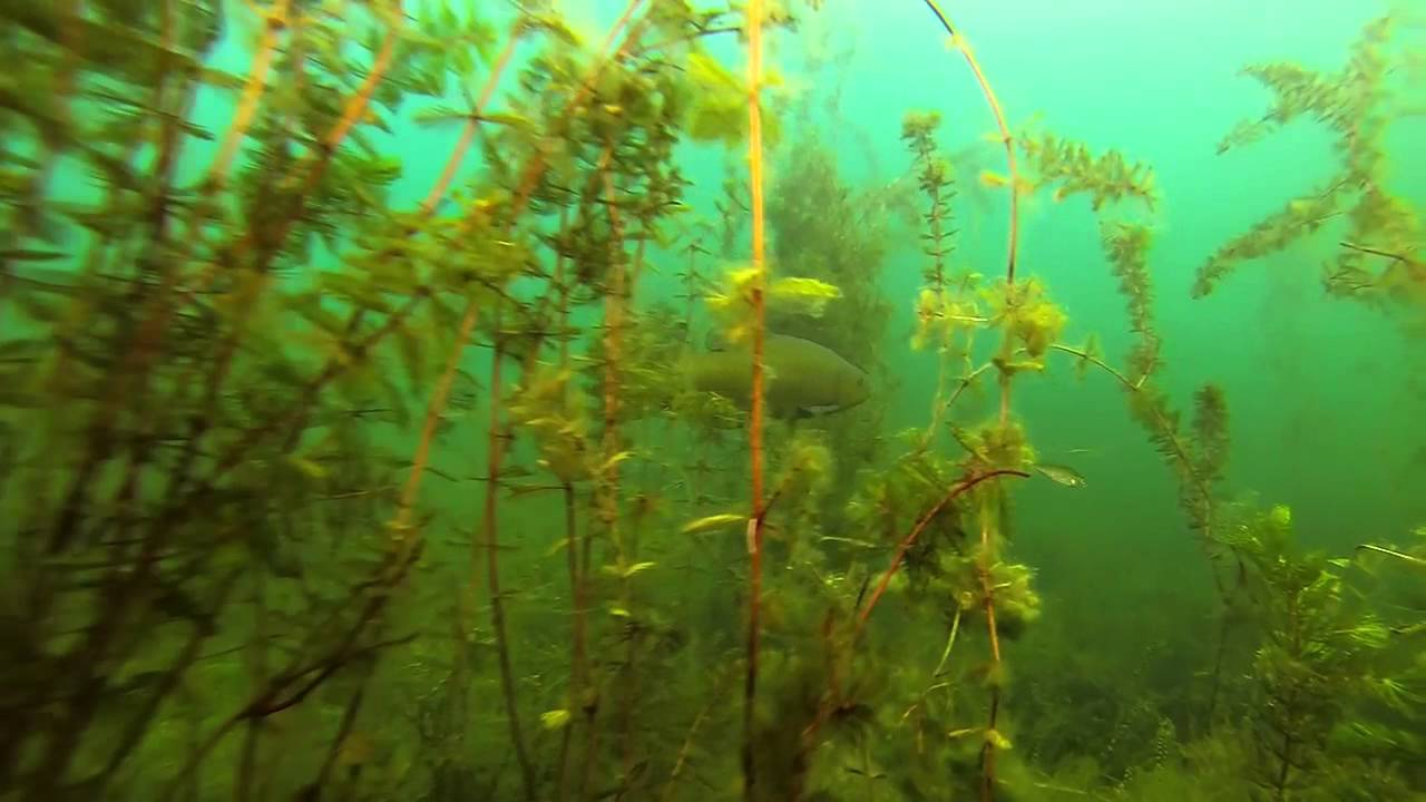 Pichlinger See Der Jungfisch Schwarm 25.08.2014