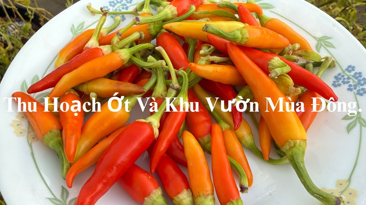 #97 Mùa Đông Nhưng Ớt Vẫn Sai! Thu Hoạch Ớt Đẹp Sáng Cả Khu Vườn.1/25/2026