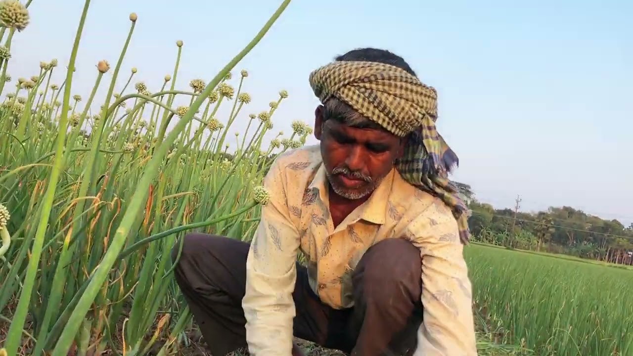 👨‍🦳 কৃষক, মাঠে কাজের মধ্যে দিয়ে..মনের সুখে গান গাইলেন/ Farmar song bangladesh.bangla song