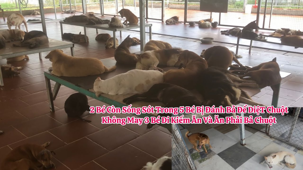 Trạm 11 Đã Cứu 2 Bé Còn Sống Sót Lại Trong 5 Bé Do Các Bé Ăn Phải Bả Chuột 
