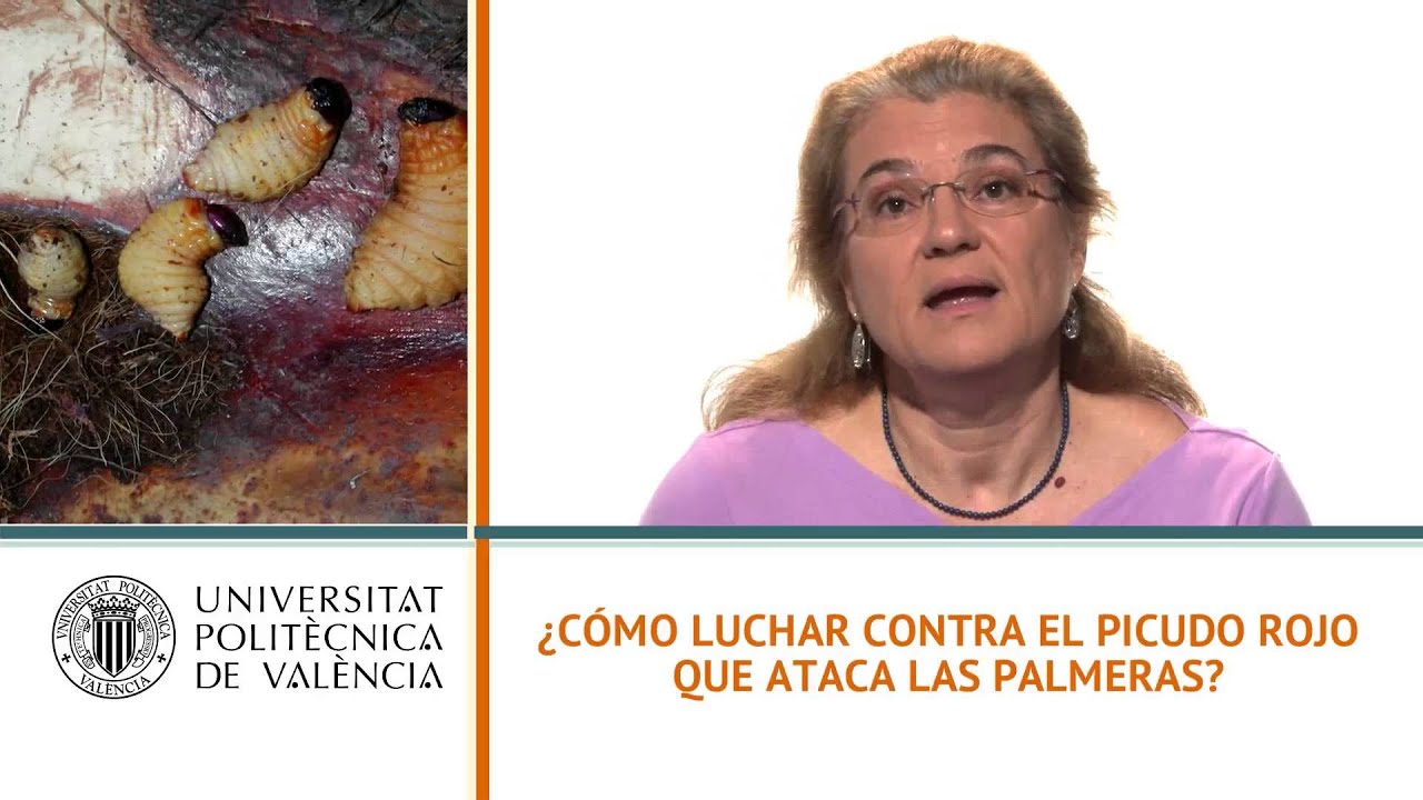 ¿Cómo luchar contra el picudo rojo que ataca las palmeras?