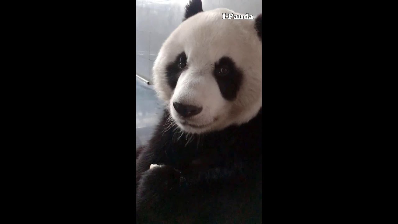 超话痨熊猫金虎来啦 Panda Jin hu,Miao yin video collection,So cute