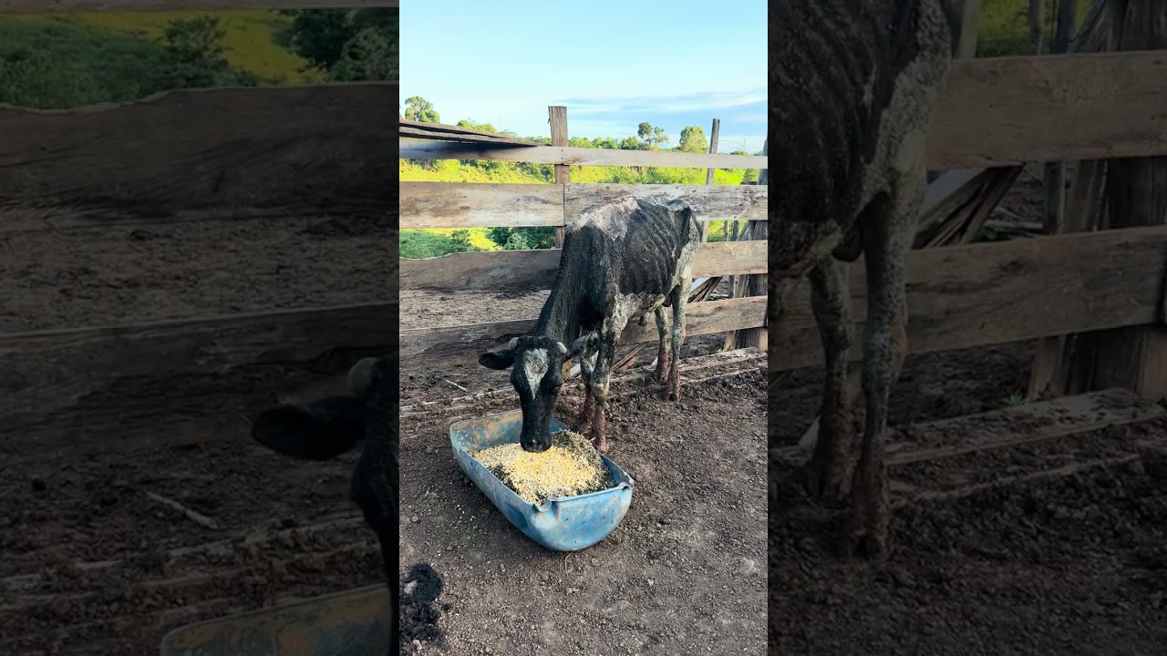 ANIMAL CERTO PRO PURO GRÃO