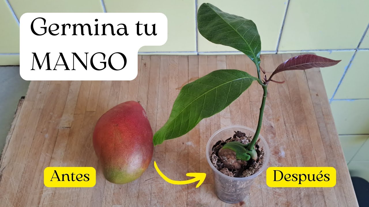 Cómo germinar un MANGO