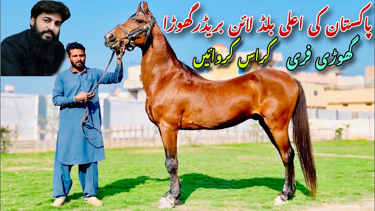 Free Stud Service |Kaka Bloodline Breeder Ghoda  |Haroonabad