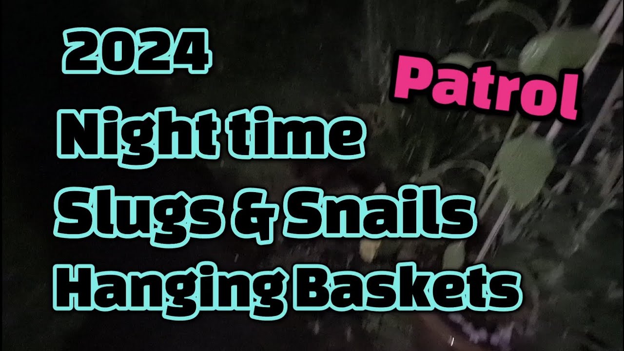 2024 night time slug & snail patrol hanging baskets