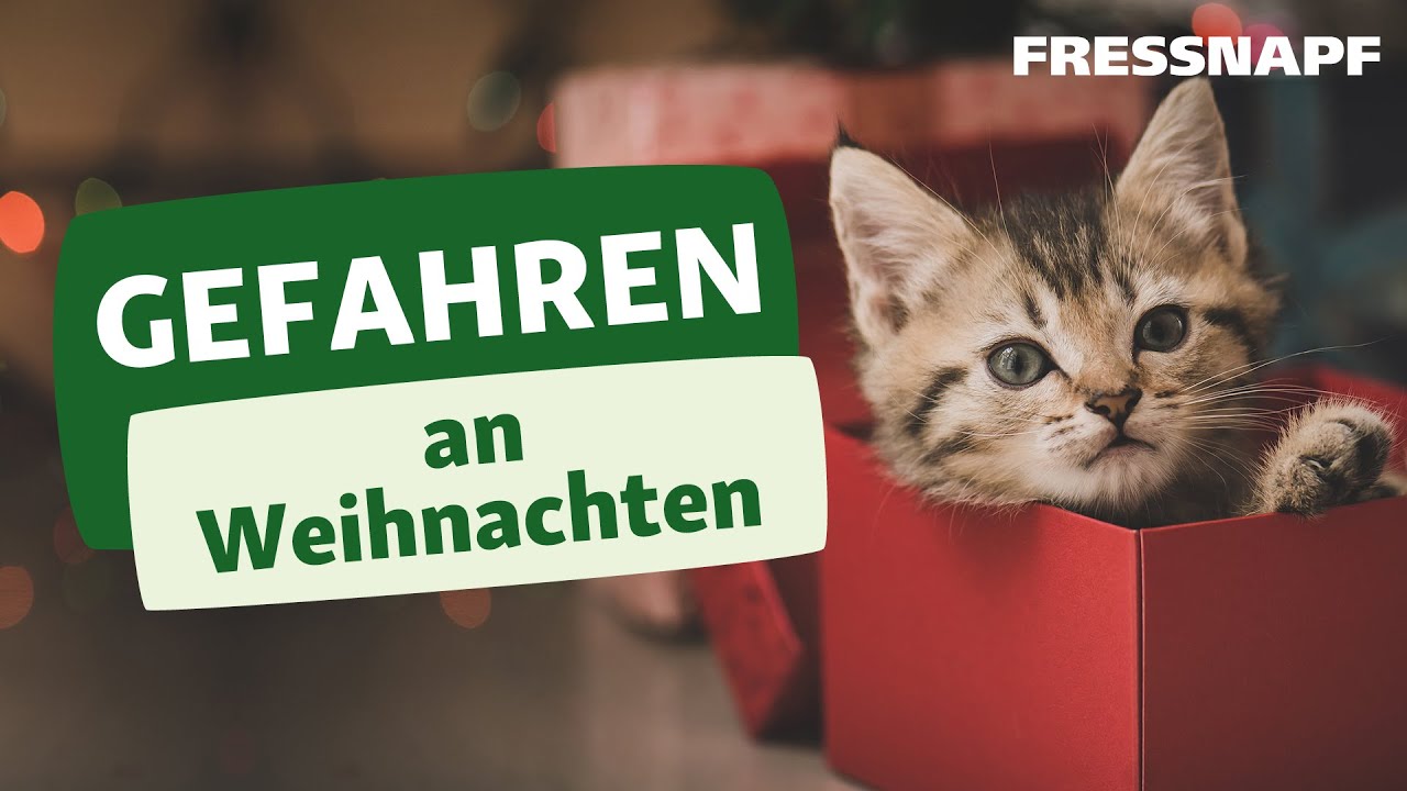 Gefahren an Weihnachten für Hund & Katze: Das müsst ihr beachten