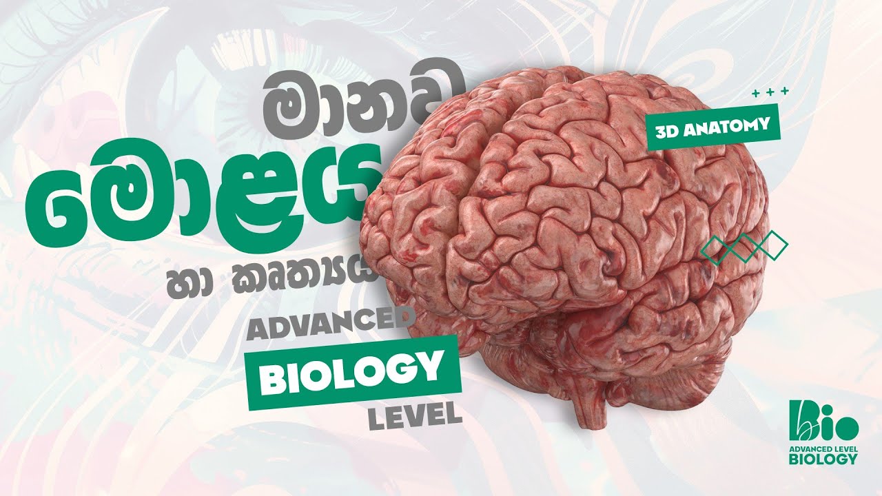 මොළයේ ව්‍යූහය හා කෘත්‍යය | Brain anatomy & Function  | 3D Anatomy | Sinhala | A/L Biology | Bhagya S