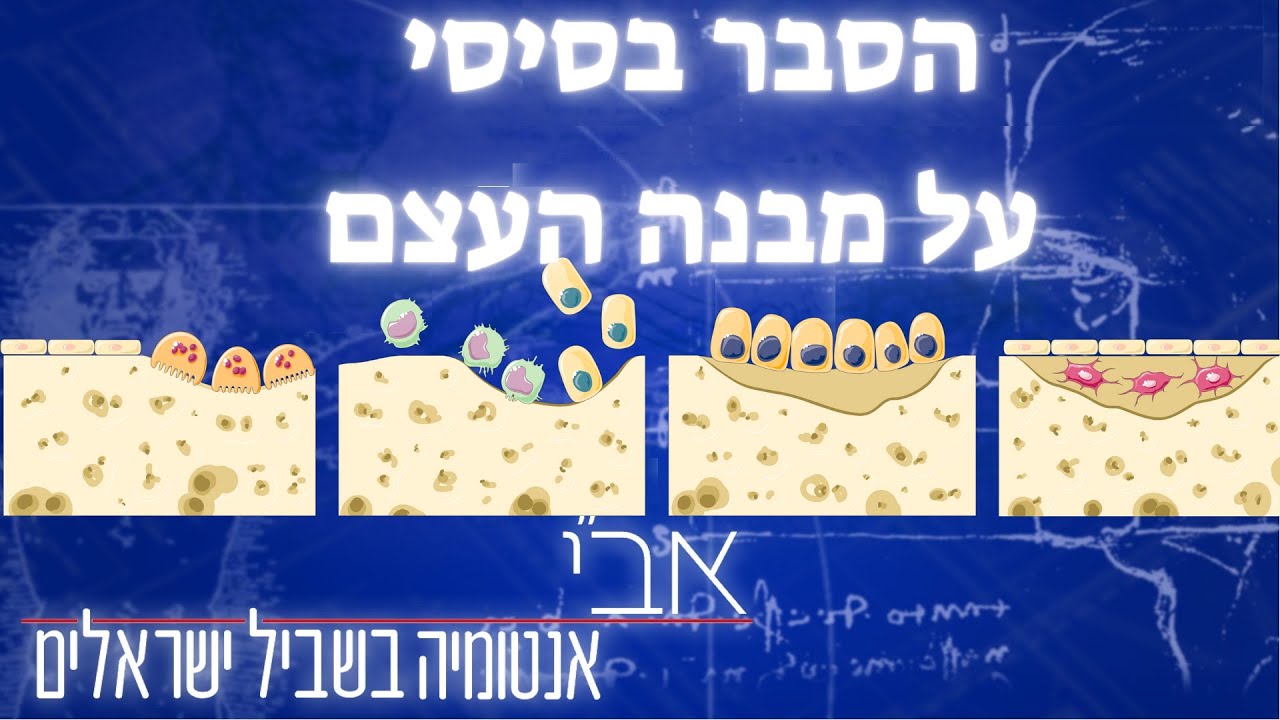 הסבר בסיסי על מבנה העצם מחודש