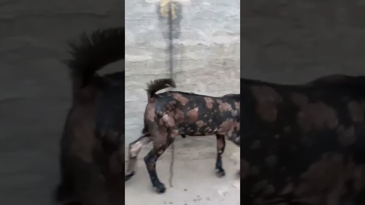 #beetalgoats